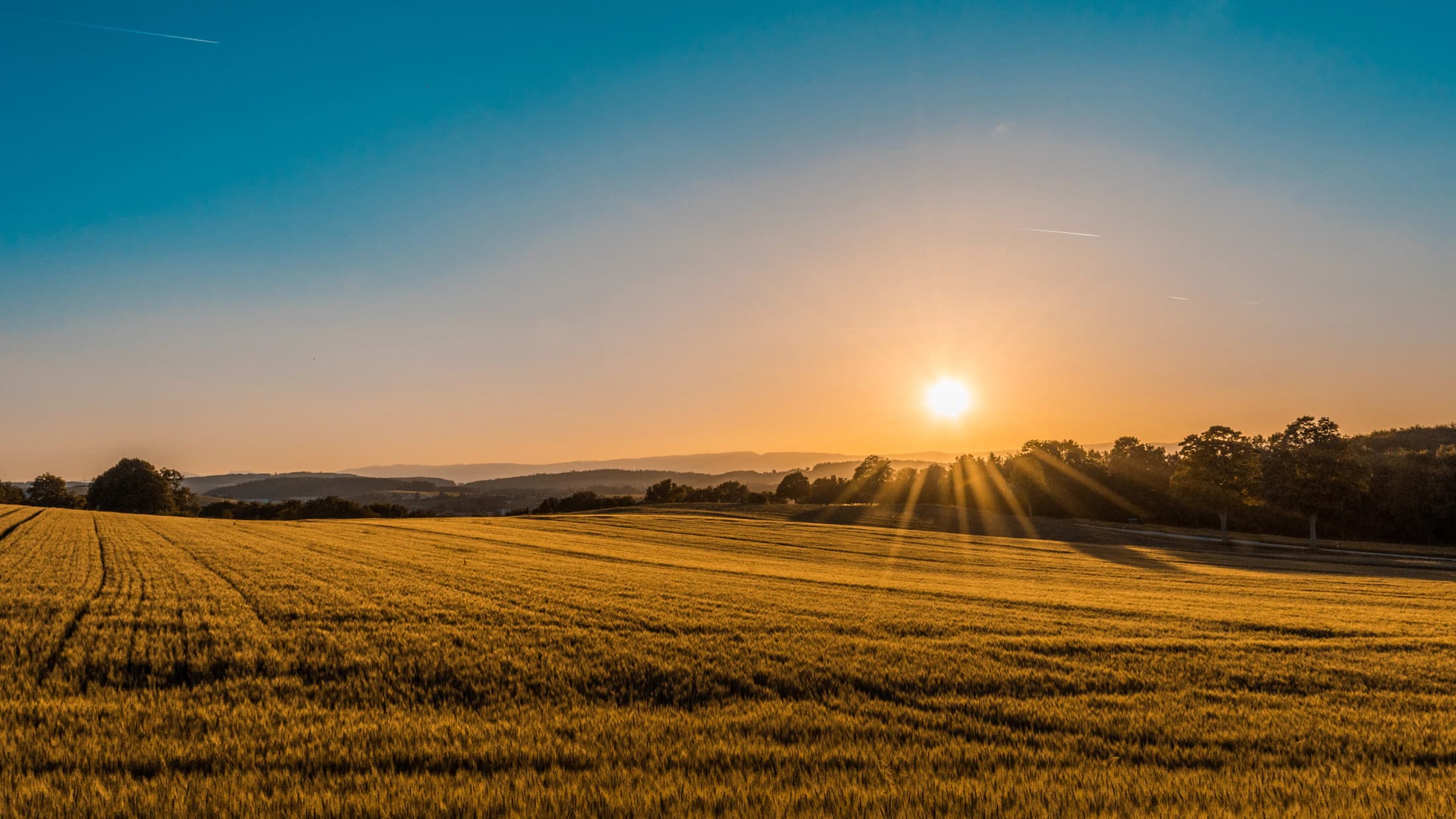 Wide agricultural landscape at sunrise illustrating the start of the food supply chain